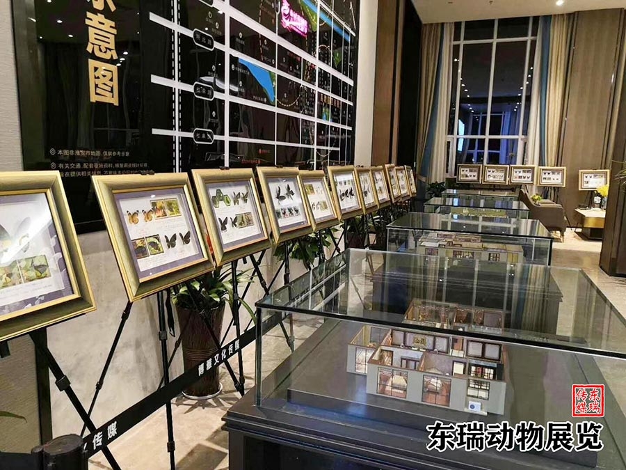 标本展示