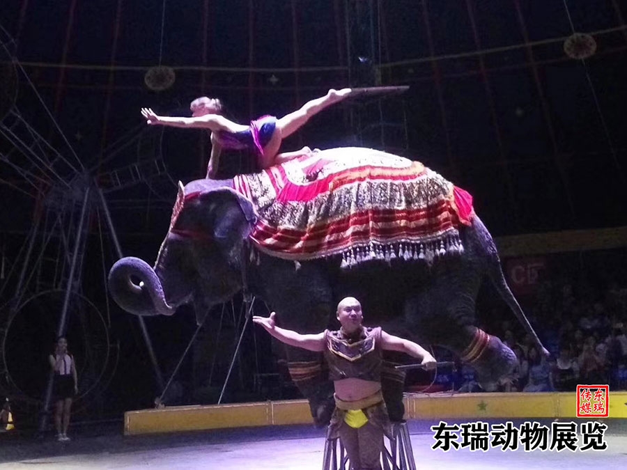 大象表演