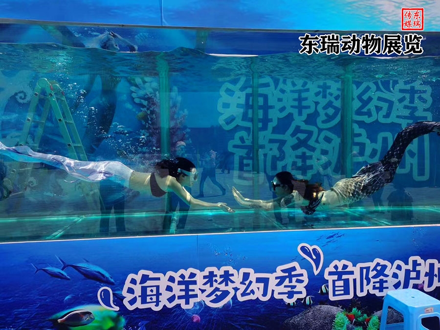 美人鱼表演