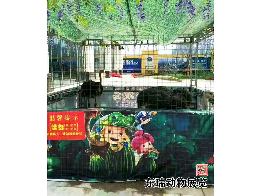 鸵鸟展示