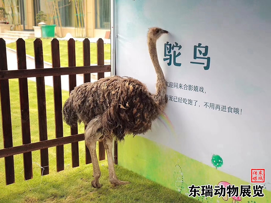 鸵鸟展示
