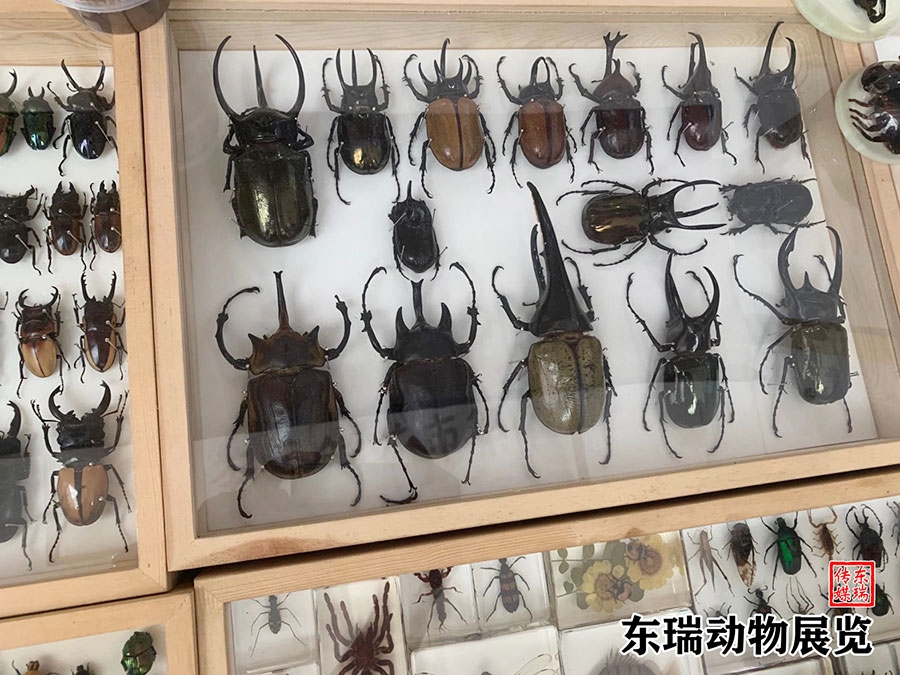 标本展示