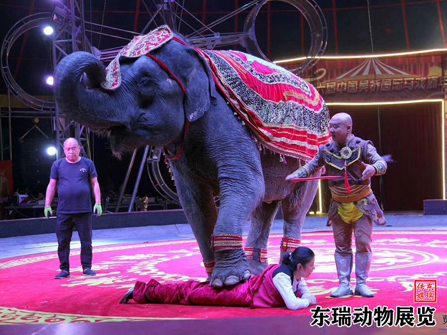 大象表演