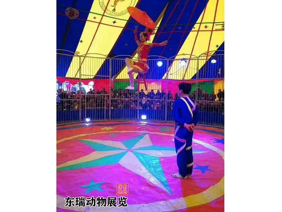 马戏团表演