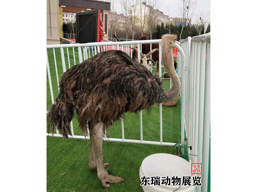 鸵鸟展示