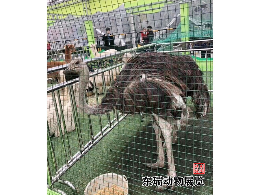 鸵鸟展示
