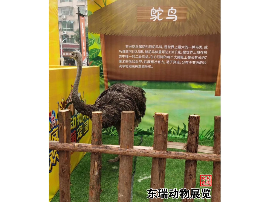 鸵鸟展示