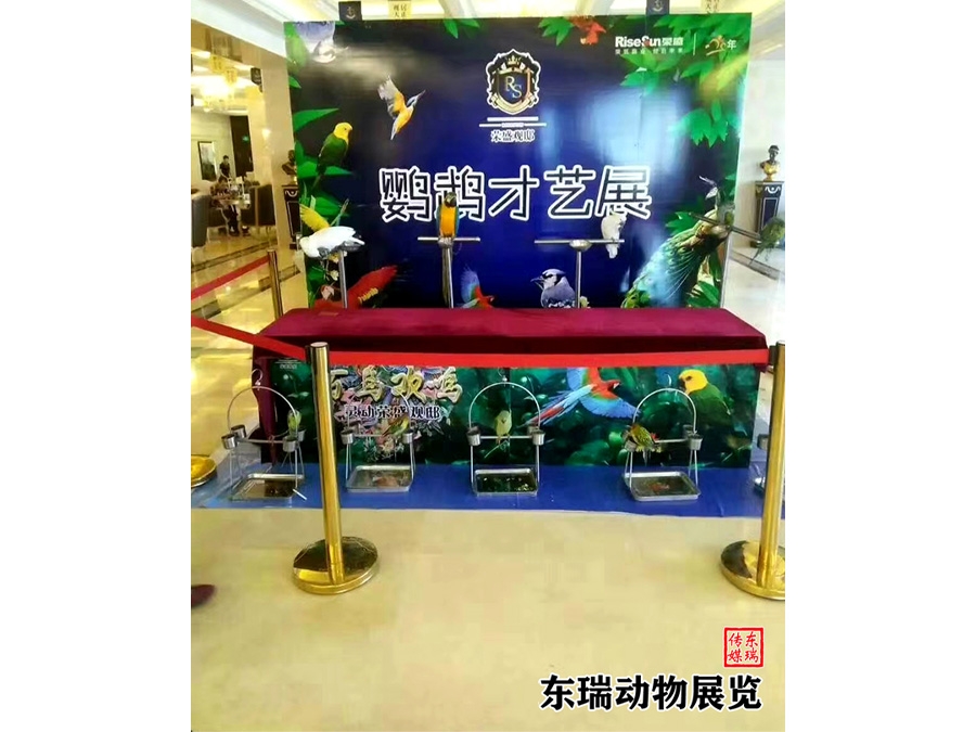 鹦鹉展示