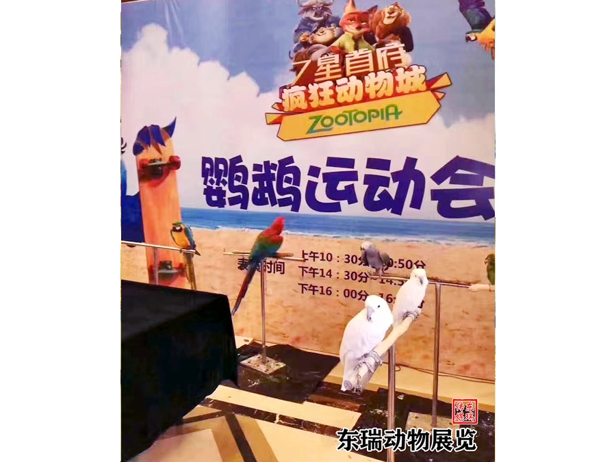 鹦鹉展示