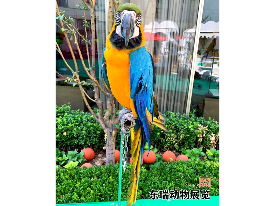 鹦鹉展示