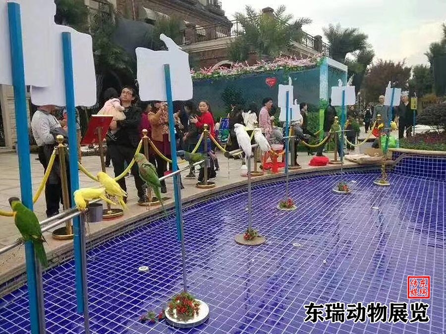 鹦鹉展示