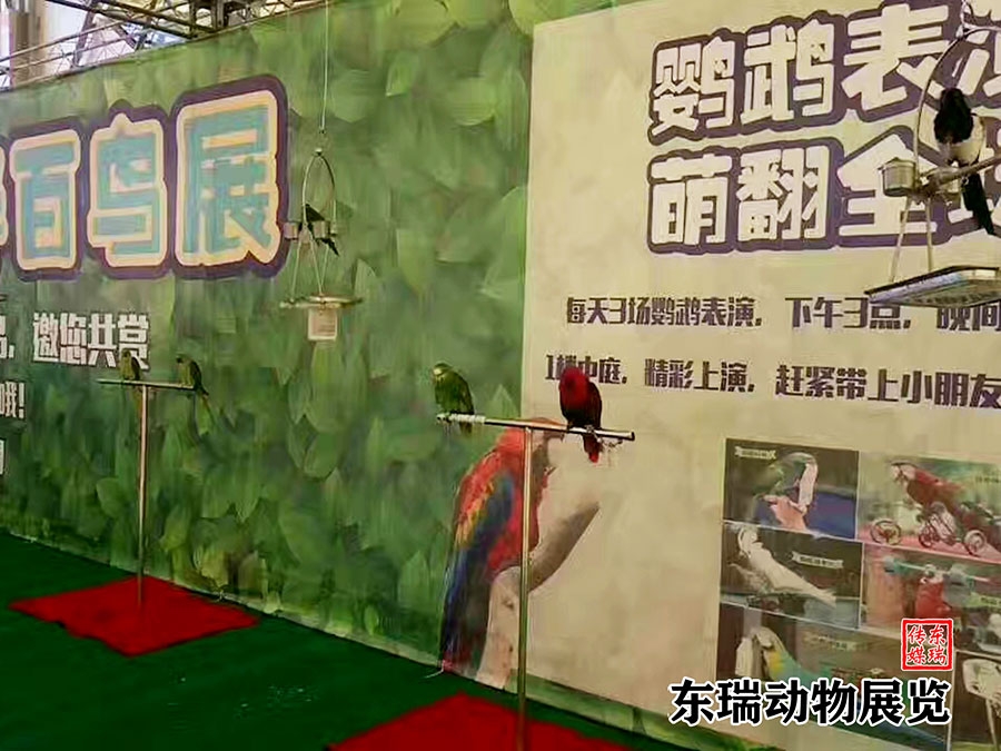 鹦鹉展示