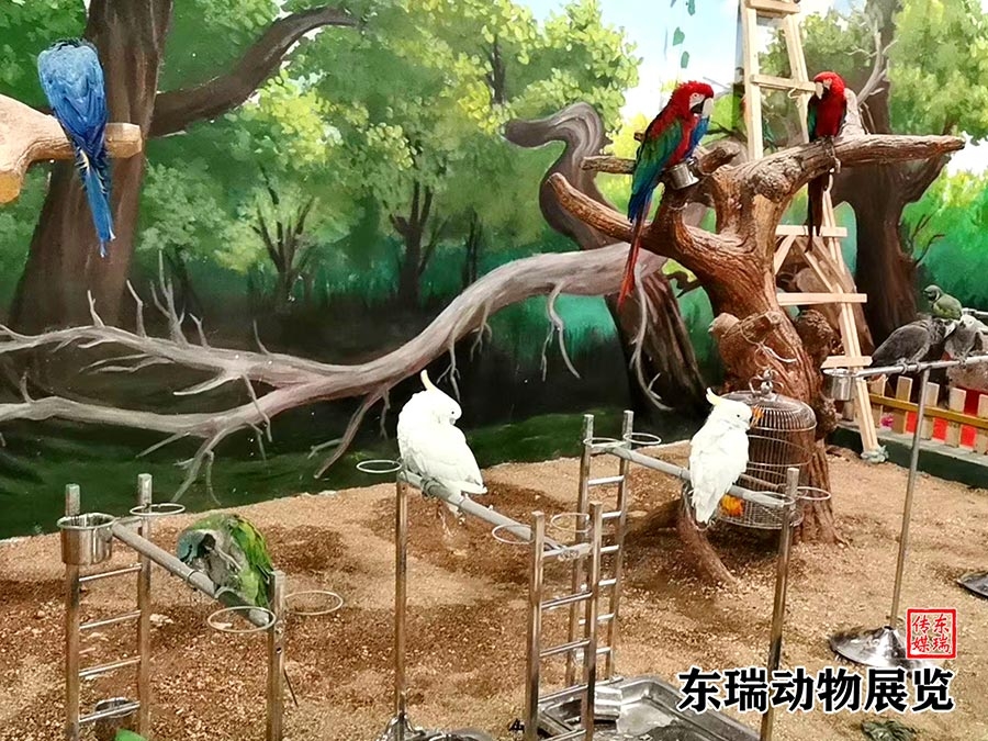 鹦鹉展示