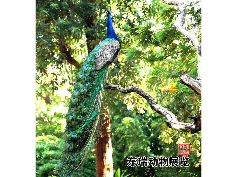 孔雀展示