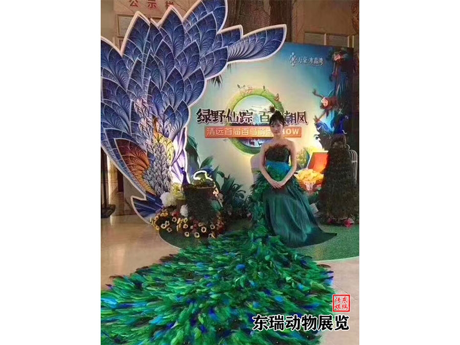孔雀展示