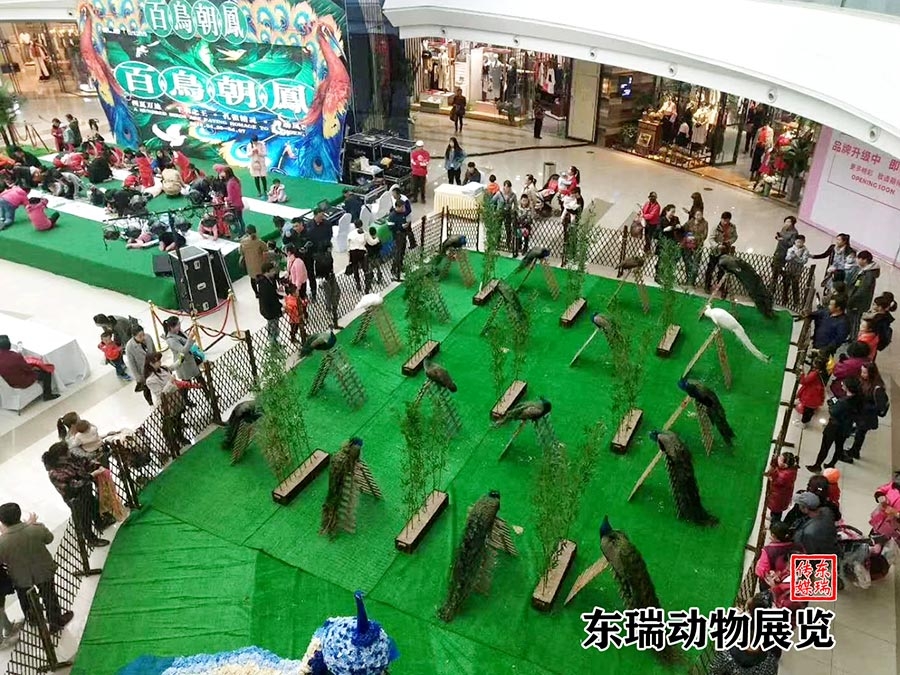 孔雀展示