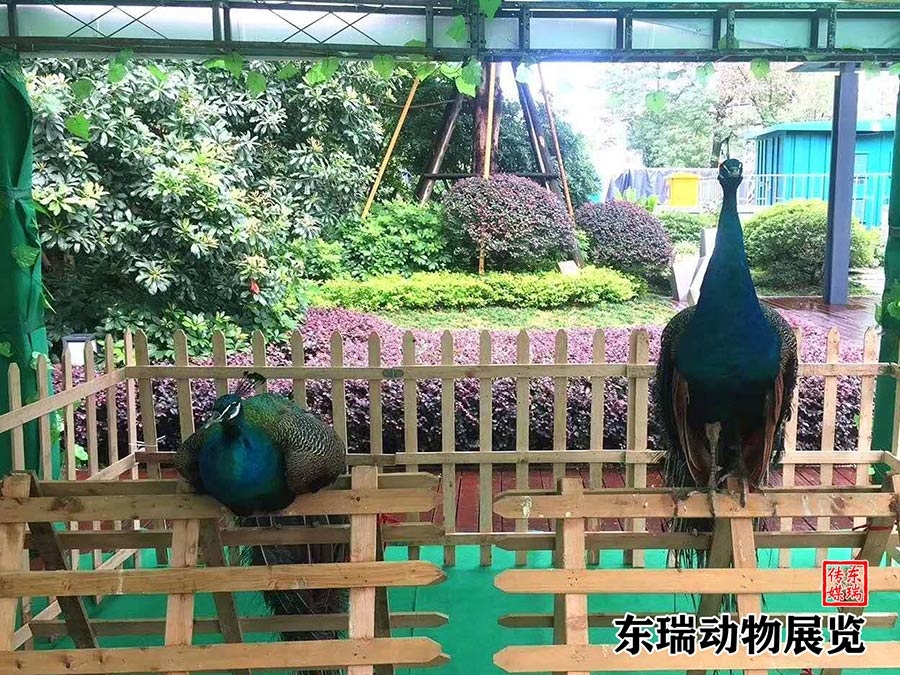 孔雀展示