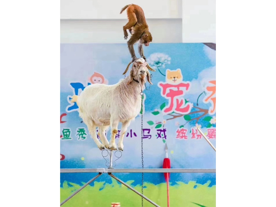 动物表演