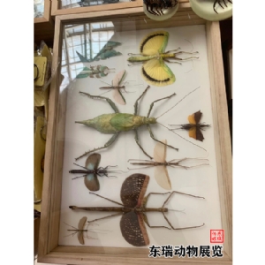 标本展示