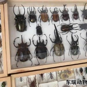 标本展示