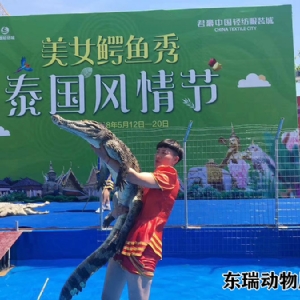 鳄鱼表演