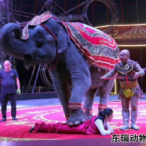 大象表演