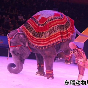 大象表演
