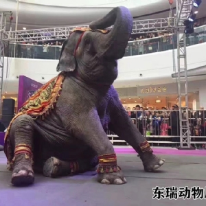 大象表演