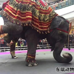 大象表演