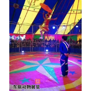 马戏团表演