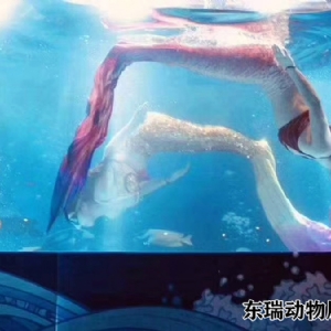 美人鱼表演