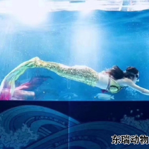 美人鱼表演