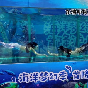 美人鱼表演