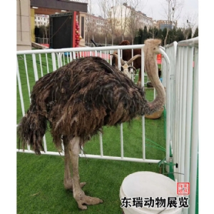 鸵鸟展示