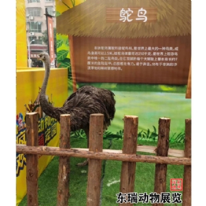 鸵鸟展示