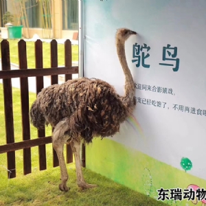 鸵鸟展示
