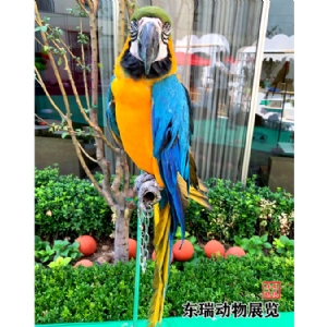 鹦鹉展示