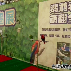 鹦鹉展示