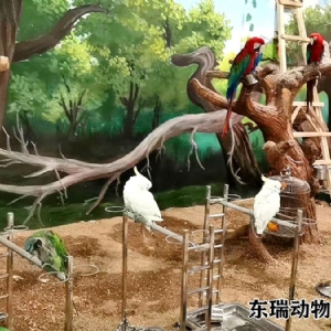 鹦鹉展示