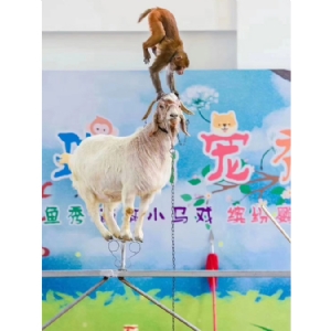 动物表演