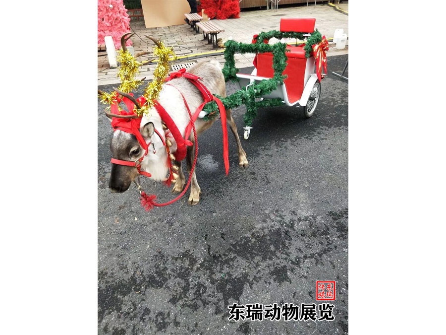 圣诞节驯鹿