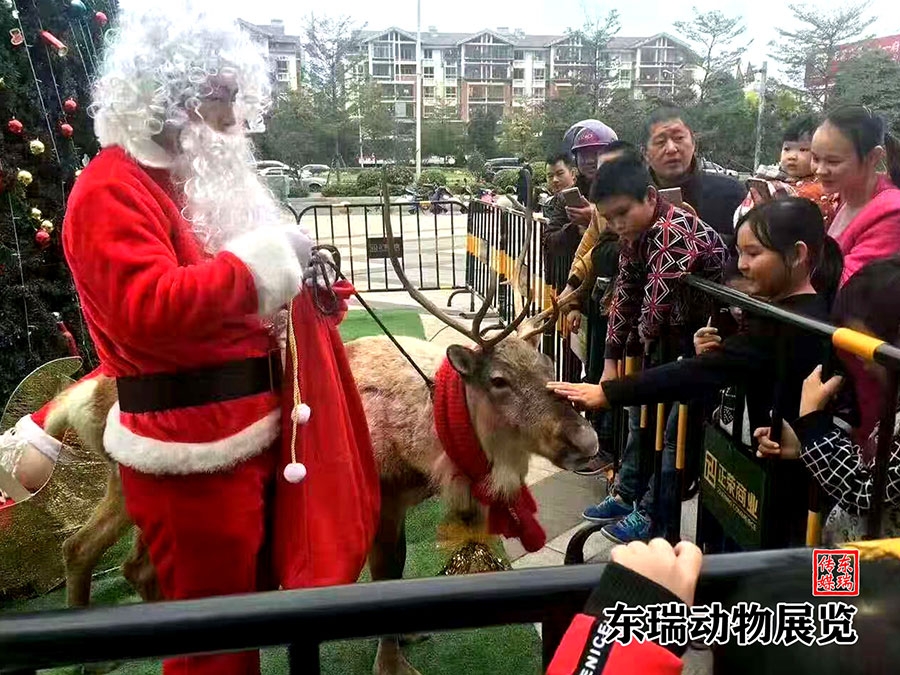 圣诞节驯鹿