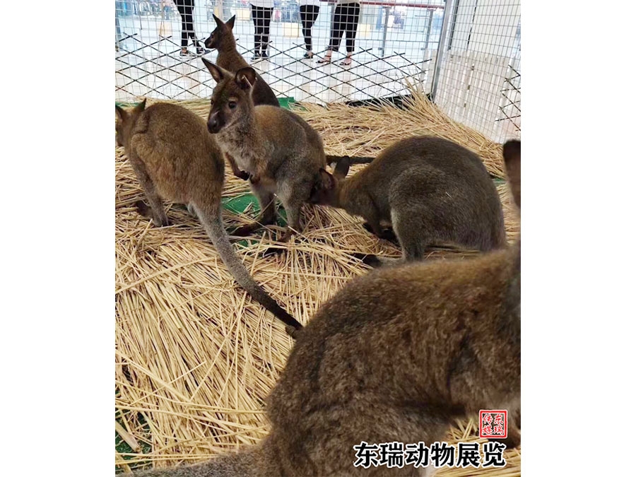 袋鼠展示