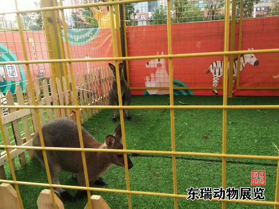 袋鼠展示
