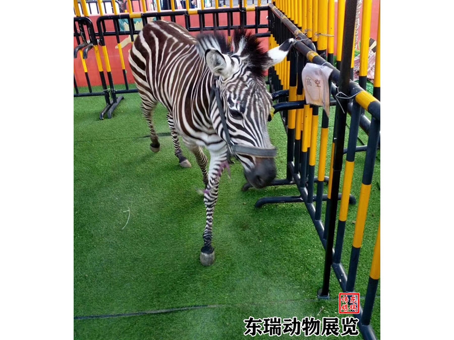 斑马展示