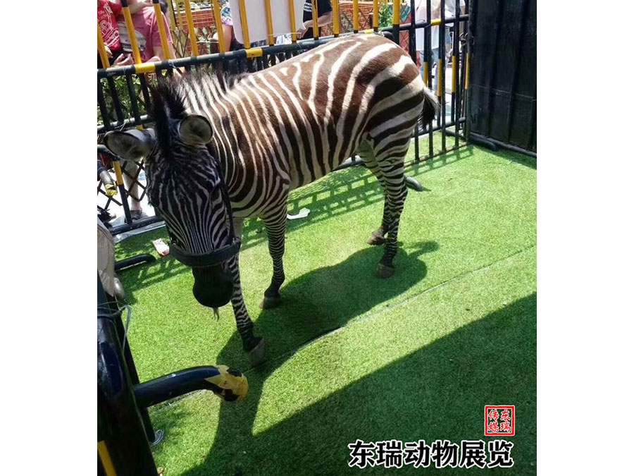 斑马展示
