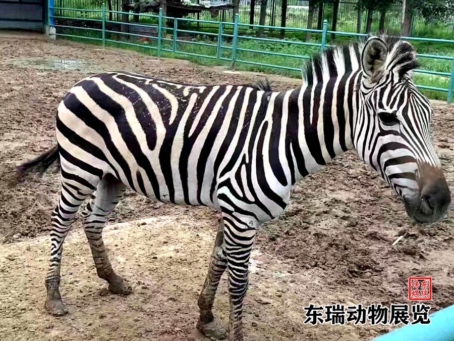 斑马展示