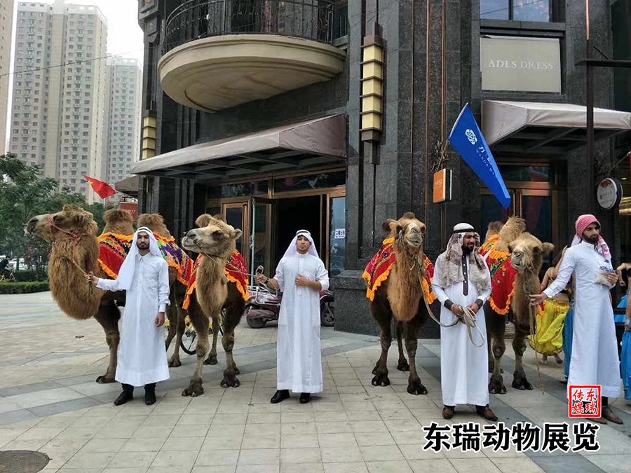 骆驼展示