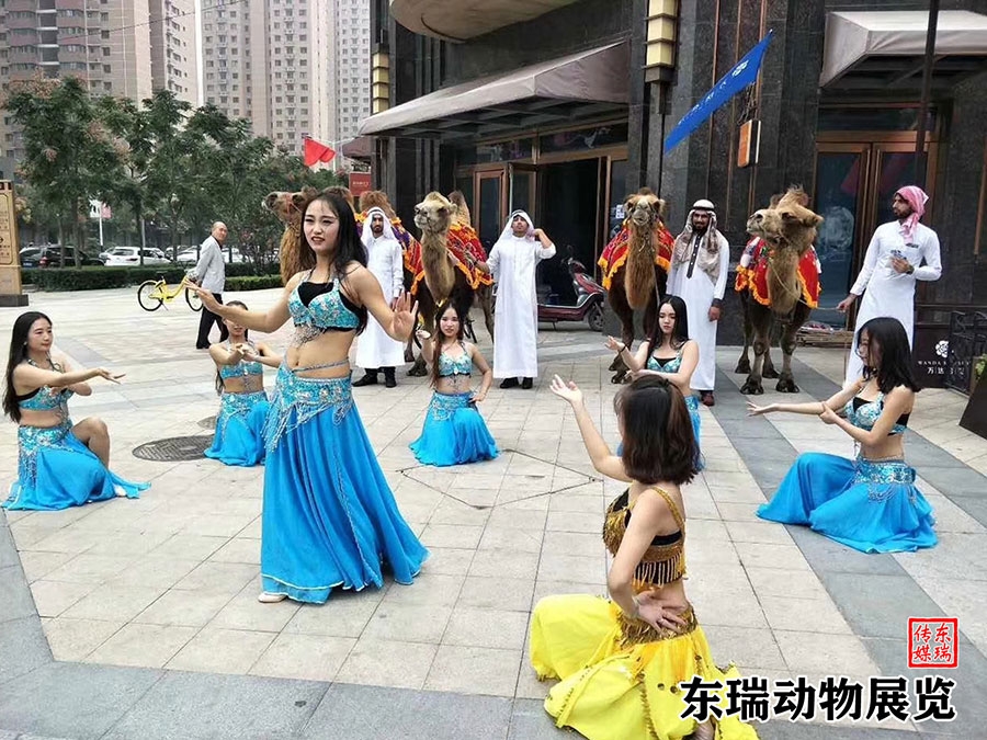 骆驼展示