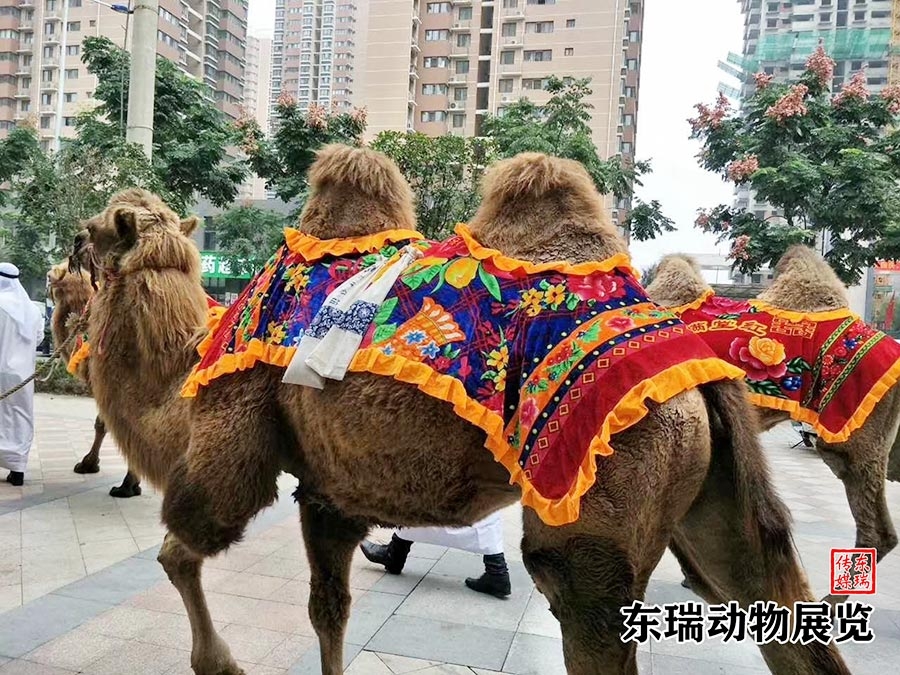 骆驼展示